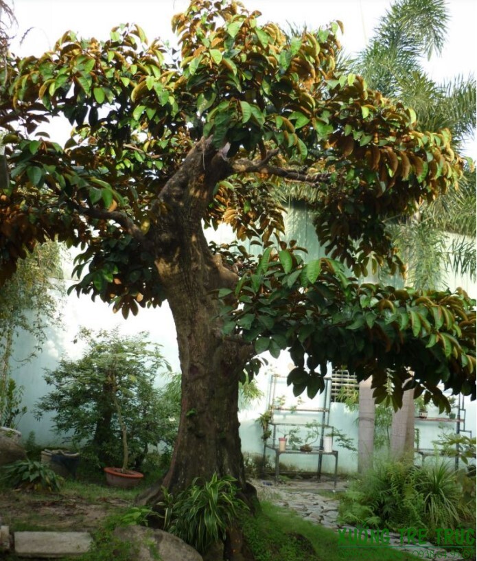 Trồng cây vú sữa trước nhà